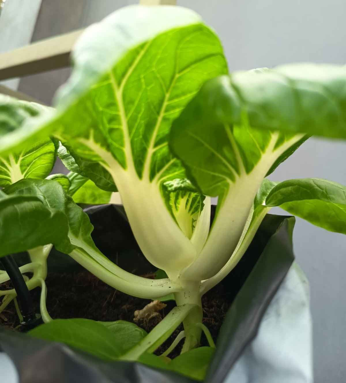 GreenSandria Smart Farming